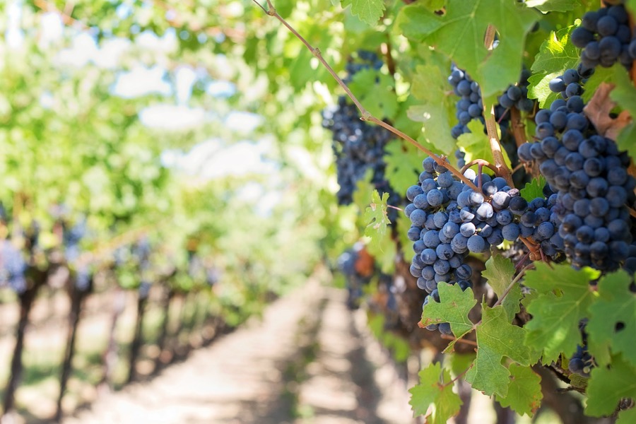 Vinum vineyard and wine in Napa Valley