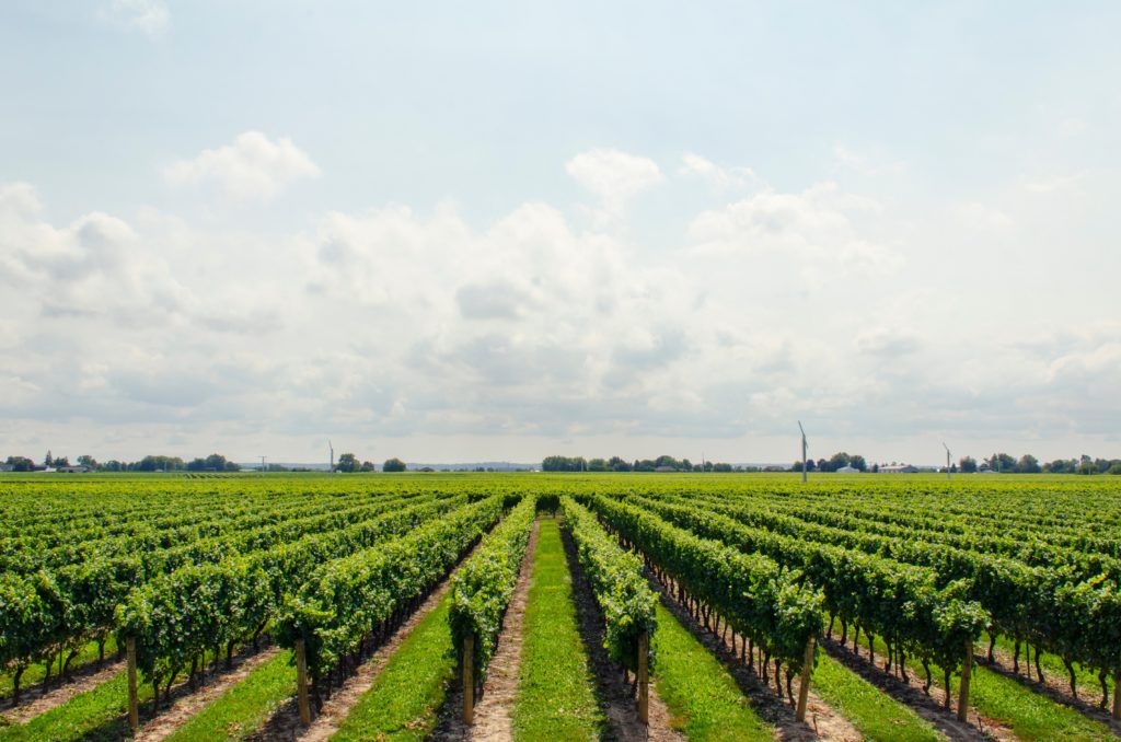 VINUM vineyard