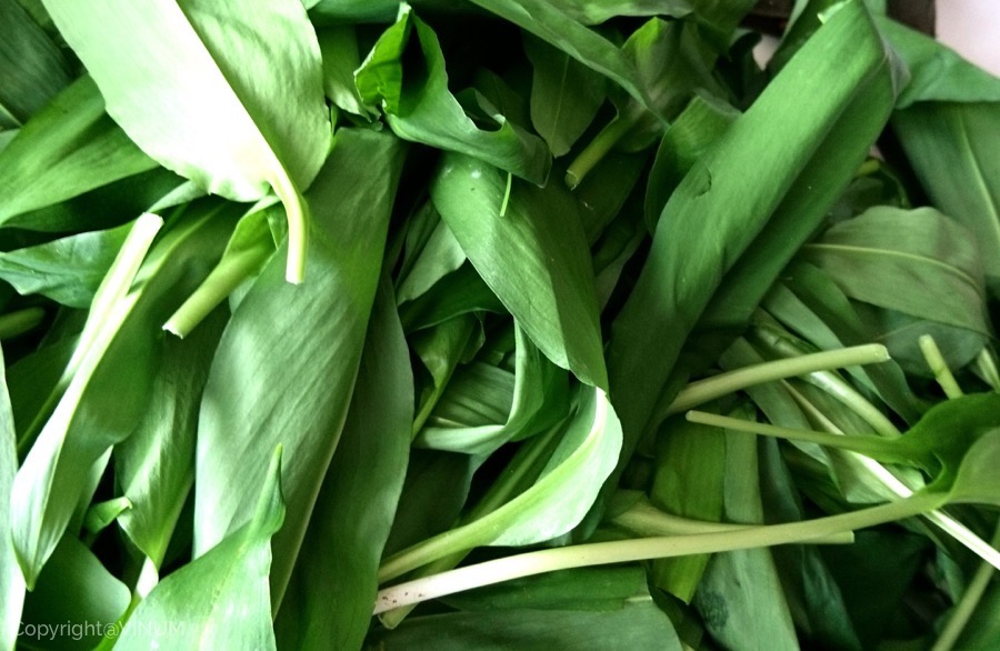 VINUM-Wild-Garlic