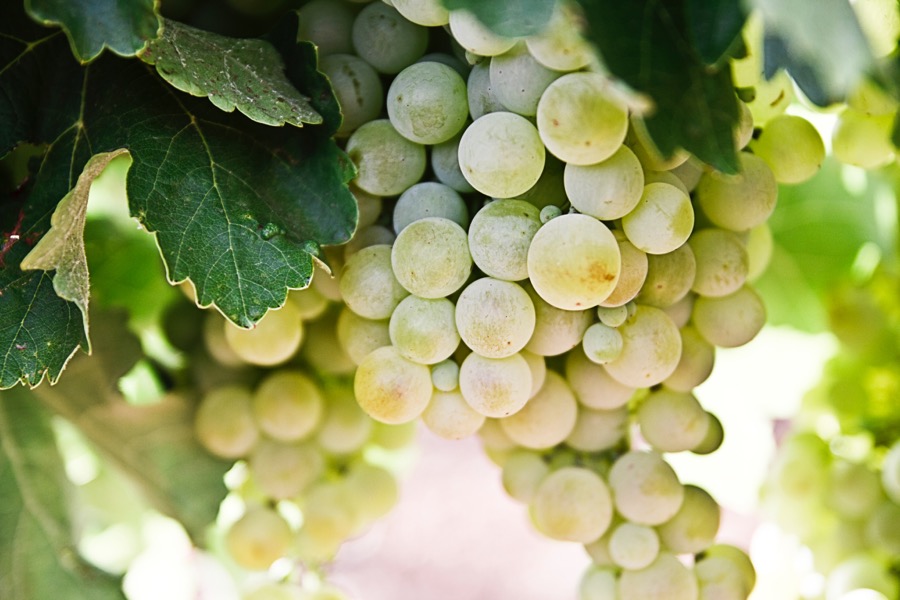 VINUM Green-grapes