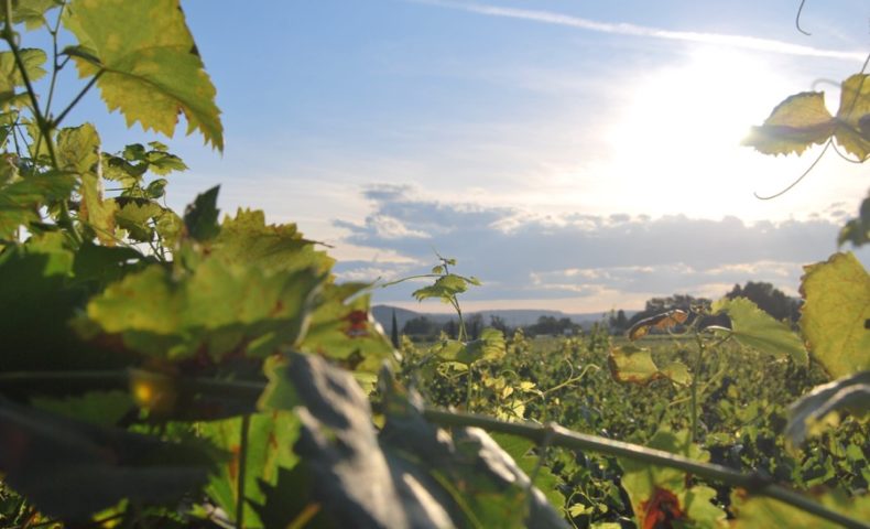 vineyard-at-sunset