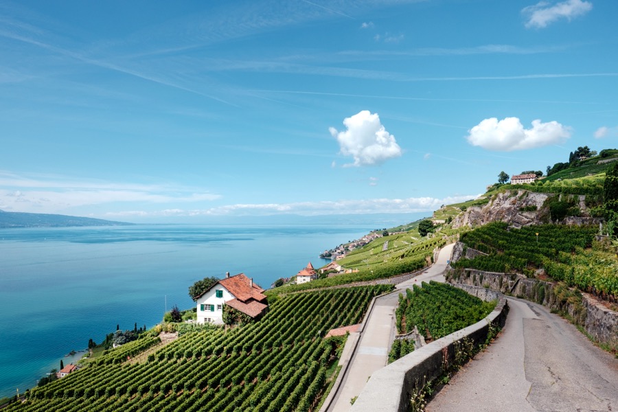 VINUM vineyard-in-Switzerland