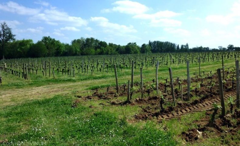 VINUM-Bordeaux-vineyard