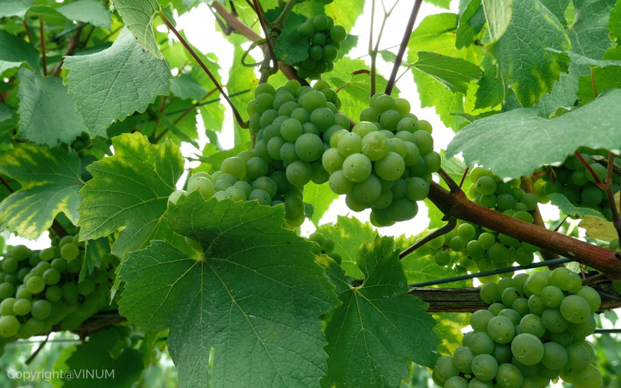VINUM-green-grape