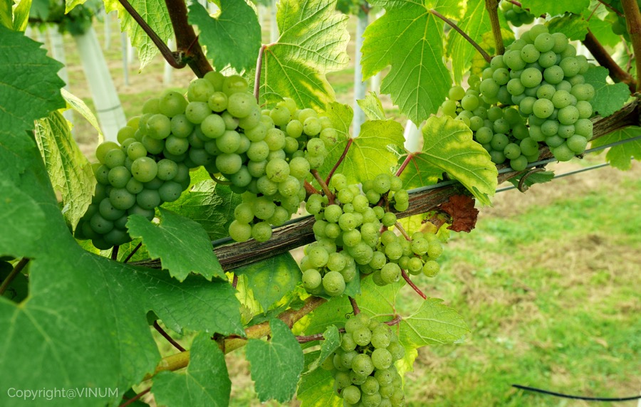 VINUM-green-grapes2